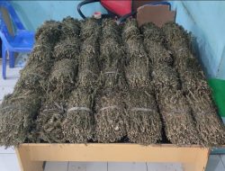 Bawa 25 KG Ganja Kering Seorang Pria Asal Aceh Utara Dibekuk Satres Narkoba Aceh Tengah