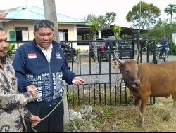 Ketua Pemenangan ERA, Sarhamija Serahkan 1 Ekor Sapi Kepada Masyarakat Syura Jadi Bener Meriah