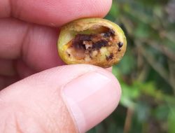 Hama PBKo Kembali Muncul, Kopi Gayo Terancam Musim Panen 2025–2026
