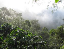 Hujan Ringan Tiga Hari Nonstop di Wilayah Bener Meriah, Harga Kopi Gelondong Turun Jadi Rp22.000 per Bambu