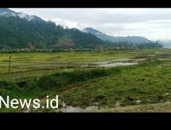 Tak Lagi Menunggu Bantuan, Petani di Bintang Aceh Tengah Mulai Menanami Sawahnya