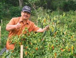 Komoditi Pertanian Unggulan, Benteng Ketahanan Ekonomi Warga Gayo Pasca Bencana