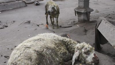 Dari 26 November 2025 hingga Hari Ini: Domba Umar dan Rakyat Aceh yang Terabaikan