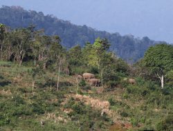 Petani Tewas Diamuk Gajah, Negara Gagal Redam Konflik Manusia dan Hewan di Aceh