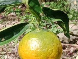 Jeruk Keprok Gayo Pernah Jaya, Kini Tenggelam oleh Popularitas Jeruk Berastagi