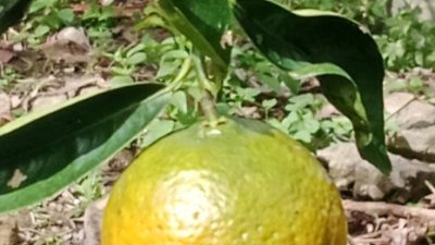 Jeruk Keprok Gayo Pernah Jaya, Kini Tenggelam oleh Popularitas Jeruk Berastagi