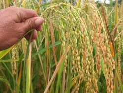 Rom Tajuk, Harapan Baru Untuk Tingkatkan Ketahanan Pangan Di Gayo