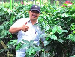 Perlunya Regulasi Perlindungan Kopi Gayo
