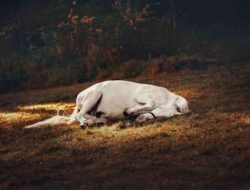 Jangan Memacu Kuda Mati!