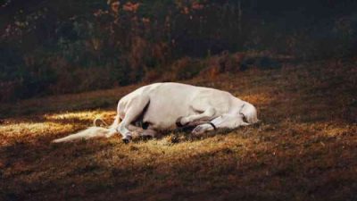 Jangan Memacu Kuda Mati!