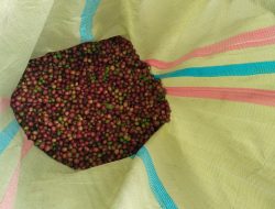 Hujan Turun Harga Kopi di Bener Meriah Ikut Turun