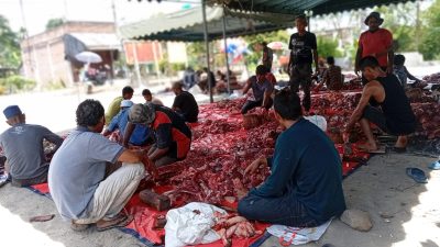 IAIN Takengon Sembelih 20 Hewan Qurban, Wujud Kepedulian Sosial Kampus