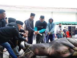 Hari Kedua Idul Adha 1447H, Bupati Haili Yoga Sembelih Sapi Kurban Prabowo Seberat 824 Kg