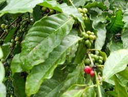 Mengembalikan Kopi Gayo ke Pangkuan Pemilik Sebenarnya